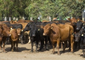 Evalúan el impacto de la dieta en la emisión de gases