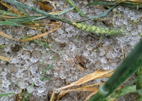 Por el temporal, recortaron en 200 mil tn la proyección de producción de trigo