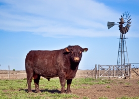 Argentina exportará semen, embriones y reproductores bovinos a Marruecos