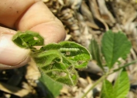 Alerta: detectan isoca bolillera en soja de primera