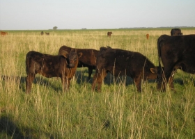 Menos vacas: rodeo bovino caerá en 2019