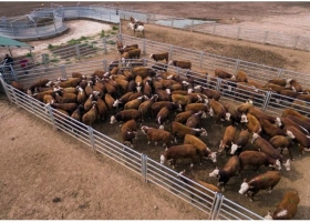 Bienestar animal: los secretos de la manga