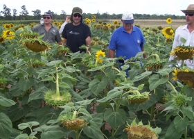 Aseguran que el girasol es un cultivo “en peligro de extinción” por la cartelización