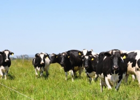 Uruguay: incremento de costos de producción amenaza el negocio