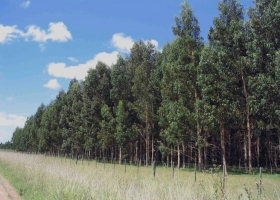 Comenzó a regir la extensión del régimen para promover inversiones en bosques cultivados