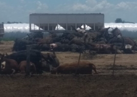 Mueren más de 1000 vacas en Santa Fe