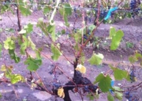 Declaración de Emergencia Agropecuaria Nacional en La Rioja, Mendoza y Salta