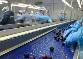 Certificación del primer envío de cerezas argentinas a China