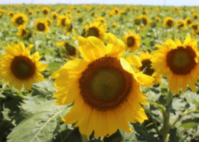 Las lluvias en regiones del norte impactarían sobre el potencial de producción de lotes tardíos de girasol