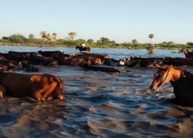 Campo solidario: ofrecen tierras para alojar animales afectados por las inundaciones