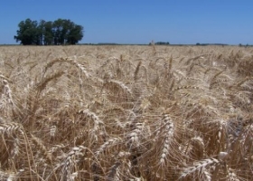 Trigo: restan cosechar lotes tardíos en Buenos Aires y La Pampa