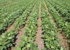 Las lluvias no paran y restan 200 mil ha más al área de soja 2018/19