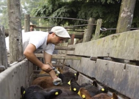 El Senasa prohibió el uso de colistina en animales