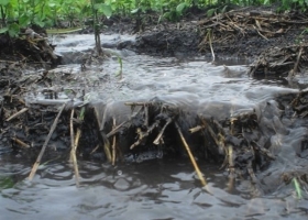 Por la incesante lluvia habrá 300.000 hectáreas menos de soja