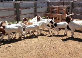 Cabras: estudian las carencias minerales para detectar enfermedades
