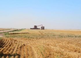 El maíz resiste los excesos y podría alcanzar un nuevo récord productivo