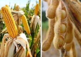 Los precios de maíz y soja reciben soporte de Brasil y Argentina