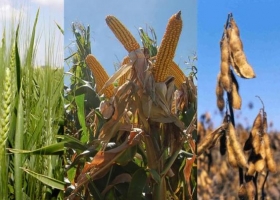 Situación de la actual campaña agrícola 2018/2019