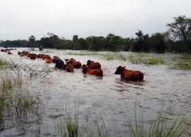 La cadena de la soja manifestó su preocupación por las inundaciones