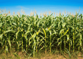 Productores deben informar la superficie agrícola destinada a la siembra