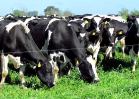 Críticas de una entidad del agro a la Ley que busca promover la lechería en Santa Fe