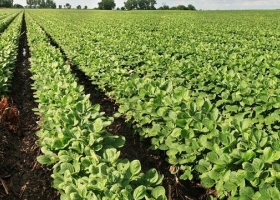 185 mil ha de soja quedarán sin cultivarse por las últimas lluvias