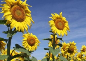 Caen los rindes en la cosecha de girasol del Norte, pero el cultivo está muy bien en el resto