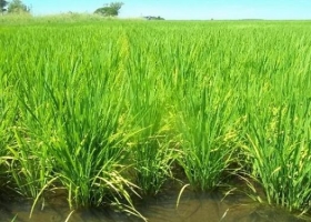Entre Ríos: producto de las lluvias cae la condición del arroz