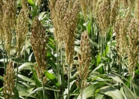 Sorgo: quedan 80 mil/ha para culminar la siembra 2018/19