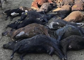 A raíz de la ola de calor, murieron 74 animales en el Mercado de Liniers