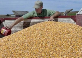 Las buenas condiciones de cultivo elevan en 2 mill/tn las estimaciones del maíz