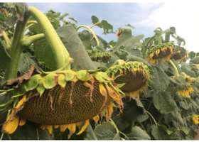 La cosecha de girasol llegó a un tercio del área sembrada con un rinde promedio de 19,2 qq/ha