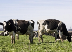 Nueva estrategia para el control y la erradicación de brucelosis bovina