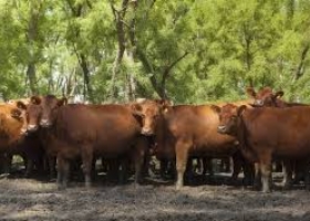Etchevehere: "Argentina recupera el stock de vacas después de 12 años"