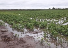 Nuevas pérdidas en soja: 270 mil ha malogradas por los excesos hídricos