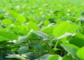 La soja presenta una buena condición en el cultivo y mantiene la tendencia de 53 M/tn