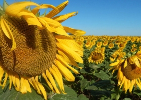 La cosecha de girasol continúa avanzando y el rinde se ubica en 19,4 qq/ha