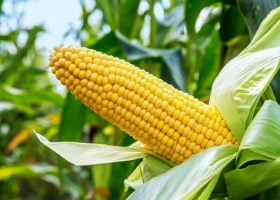 Maíz con buenas expectativas de siembra y alto promedio en la producción del cultivo