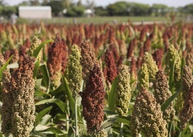 Sorgo con muy buen avance en el final de la siembra