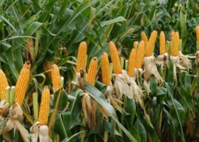 El maíz va por un nuevo récord: se esperan 111 qq/ha de promedio en la zona núcleo