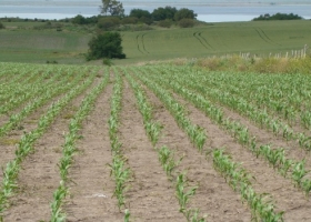 La salinización del suelo preocupa a los productores