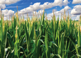 Buenas condiciones climáticas permiten avanzar con la siembra de los últimos lotes de maíz y sorgo