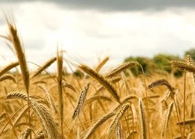 El precio del trigo doméstico cede ante la menor presión exportadora