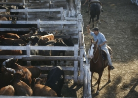 El precio de la hacienda acumula una suba cercana al 25% en lo que va del año y podría aumentar la carne.