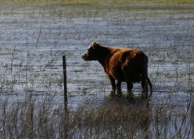 Sugerencias sanitarias para rodeos bovinos en zonas inundadas