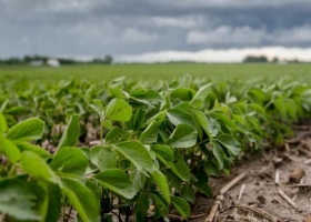 Productores comercializaron apenas un 10% de la soja de la nueva campaña
