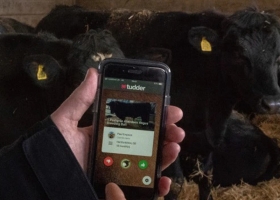 El Tinder de las vacas: la app que permite encontrar potenciales socios ganaderos