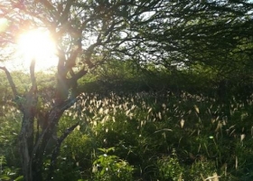 Buscan recuperar la producción forrajera en el norte de Santiago del Estero