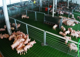 Productores de cerdo le reclaman al Gobierno porque los excluyó de la rebaja de cargas patronales
