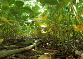 La definición del rinde de la soja quedó prácticamente cerrada luego de las lluvias